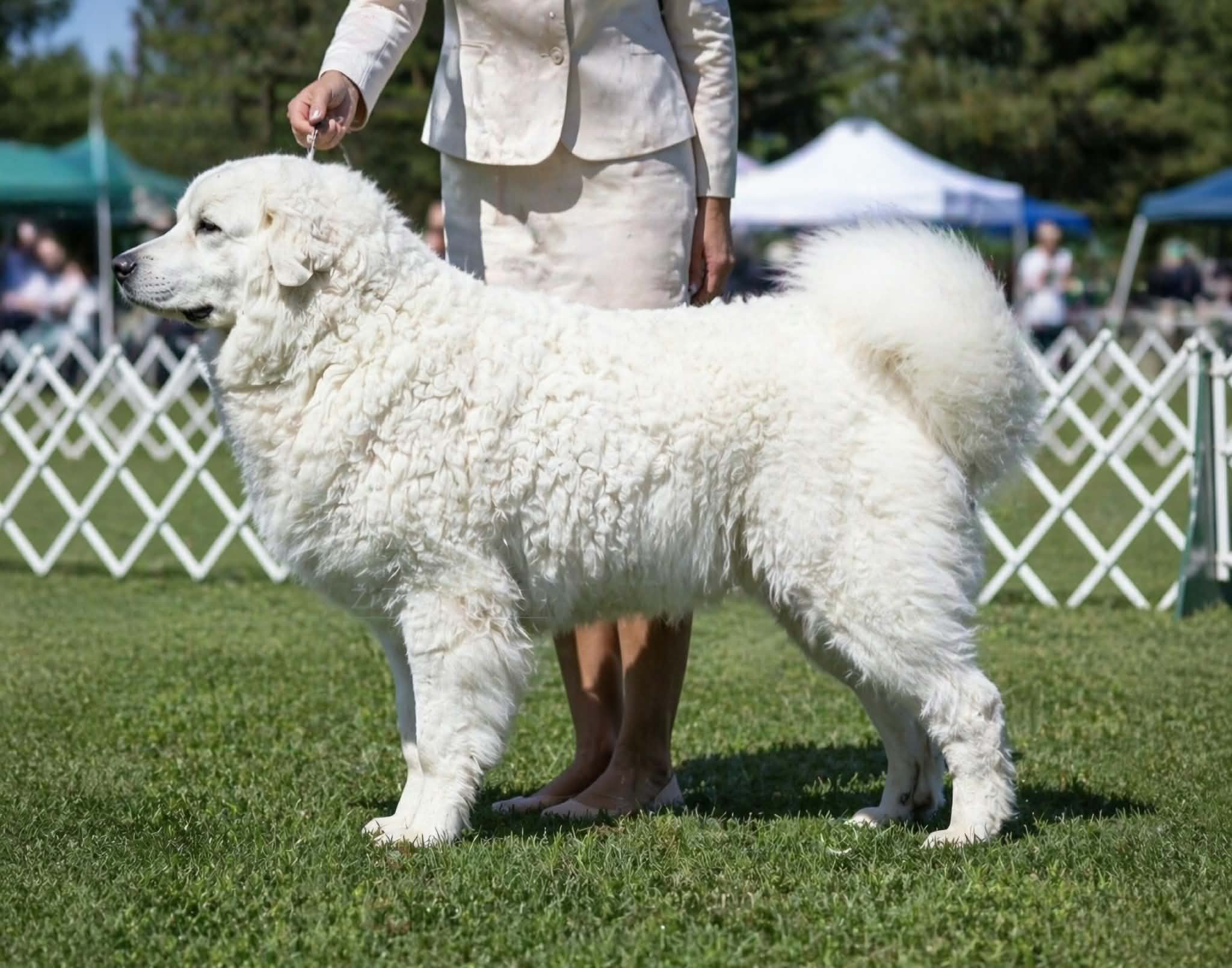 Balu